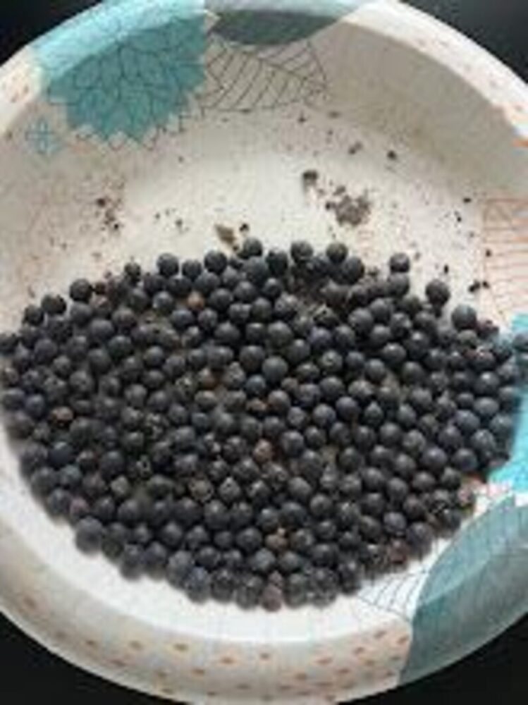 Sabal minor var. louisiana | Louisiana Palmetto