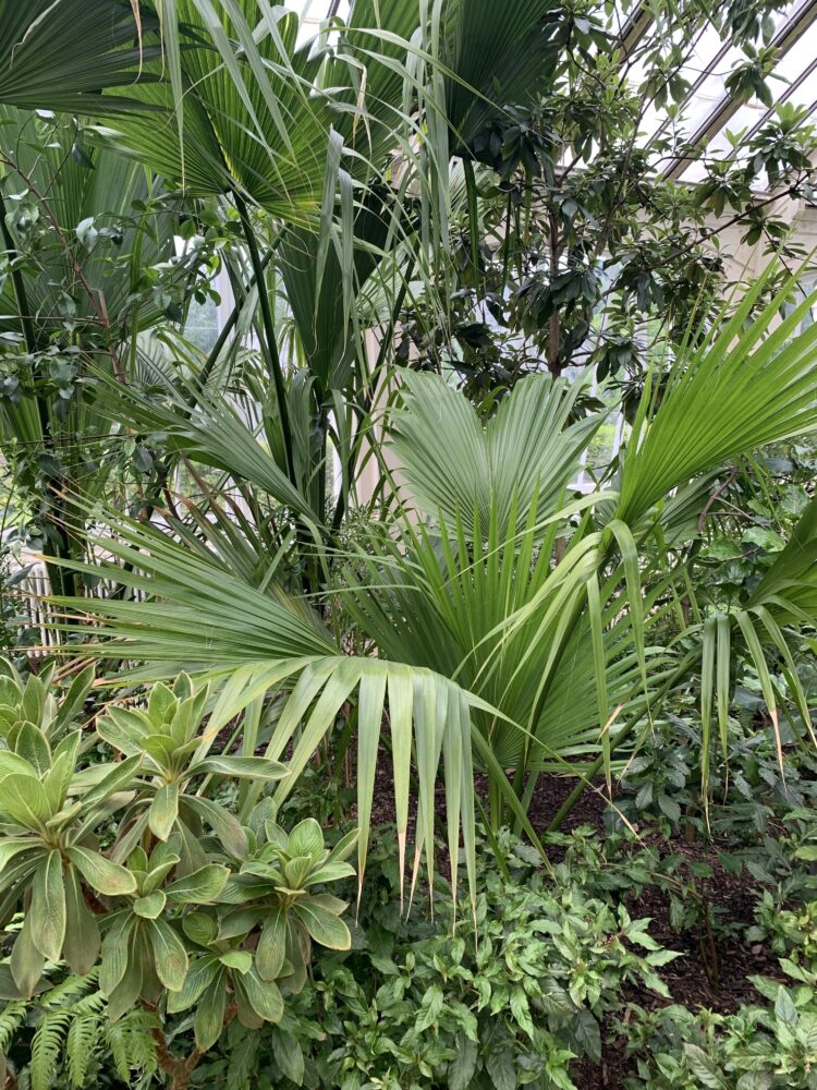 Sabal bermudana | Bermuda Palmetto