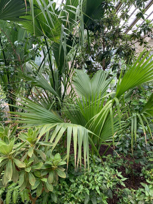 Sabal bermudana | Bermuda Palmetto