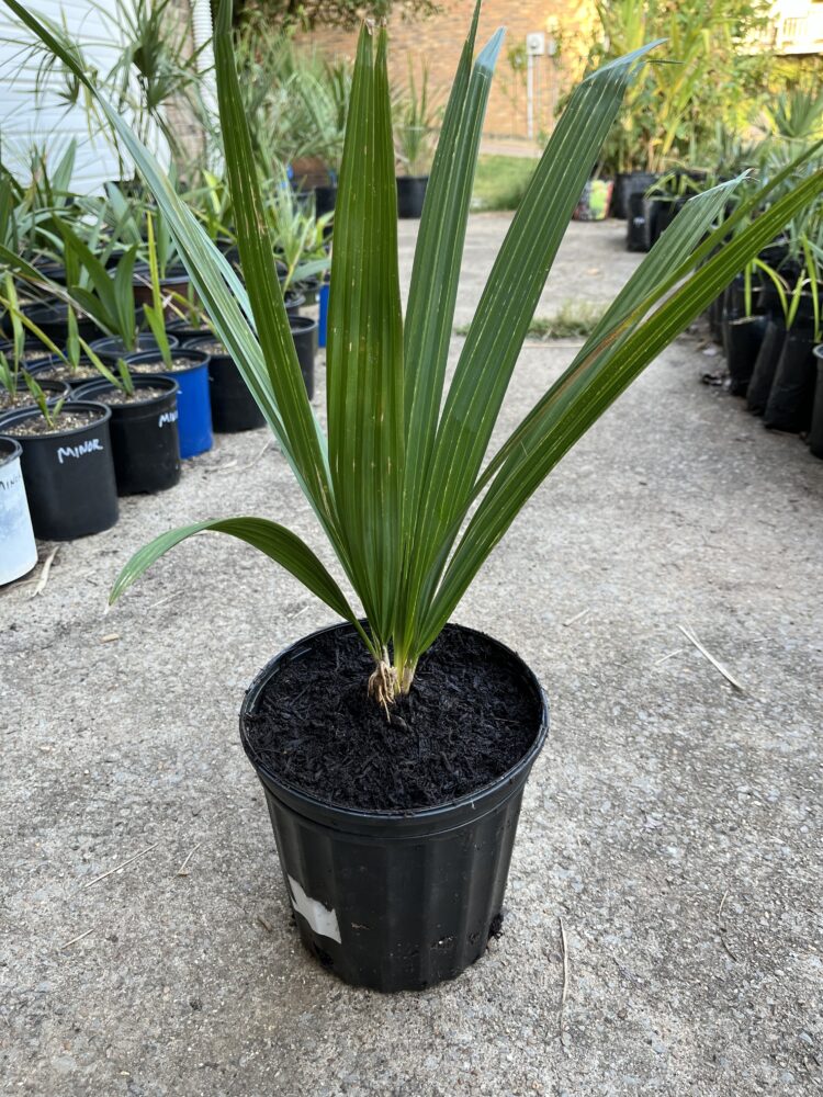 Sabal causiarum | Puerto Rican Hat Palm