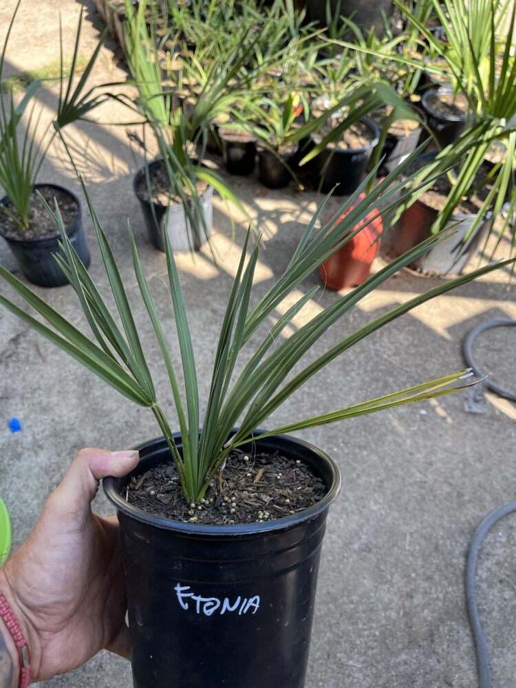 Sabal etonia | Scrub Palm