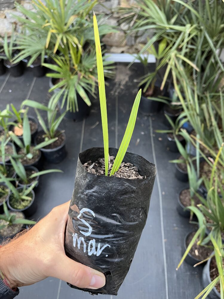 Sabal maritima | Bull Thatch Palm