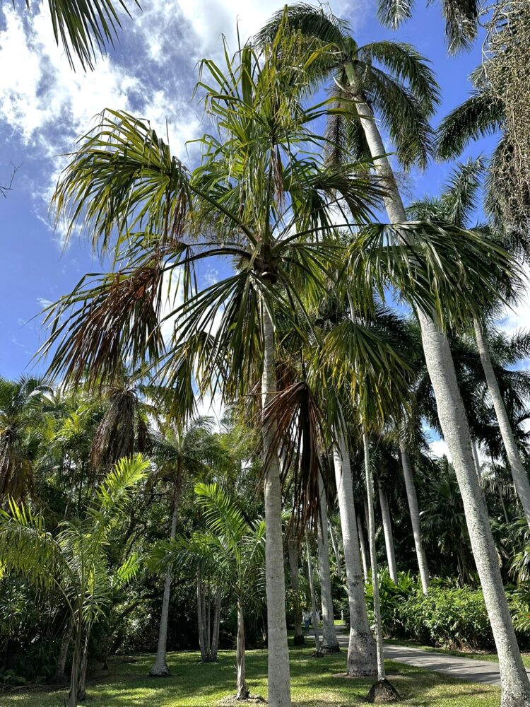 Sabal mauritiiformis | Bay Palmetto
