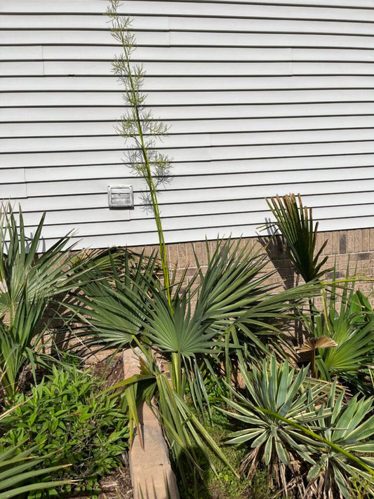 Sabal minor 'McCurtain' | McCurtain Hardy Dwarf Palmetto