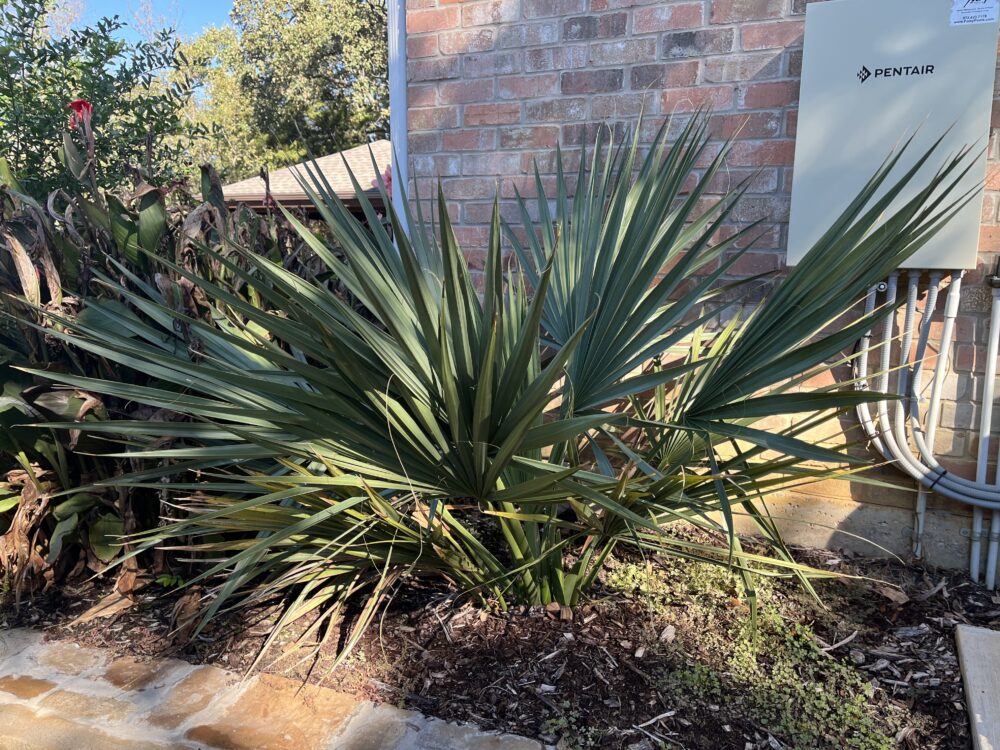 Sabal minor | Dwarf Palmetto