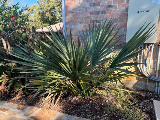Sabal minor | Dwarf Palmetto