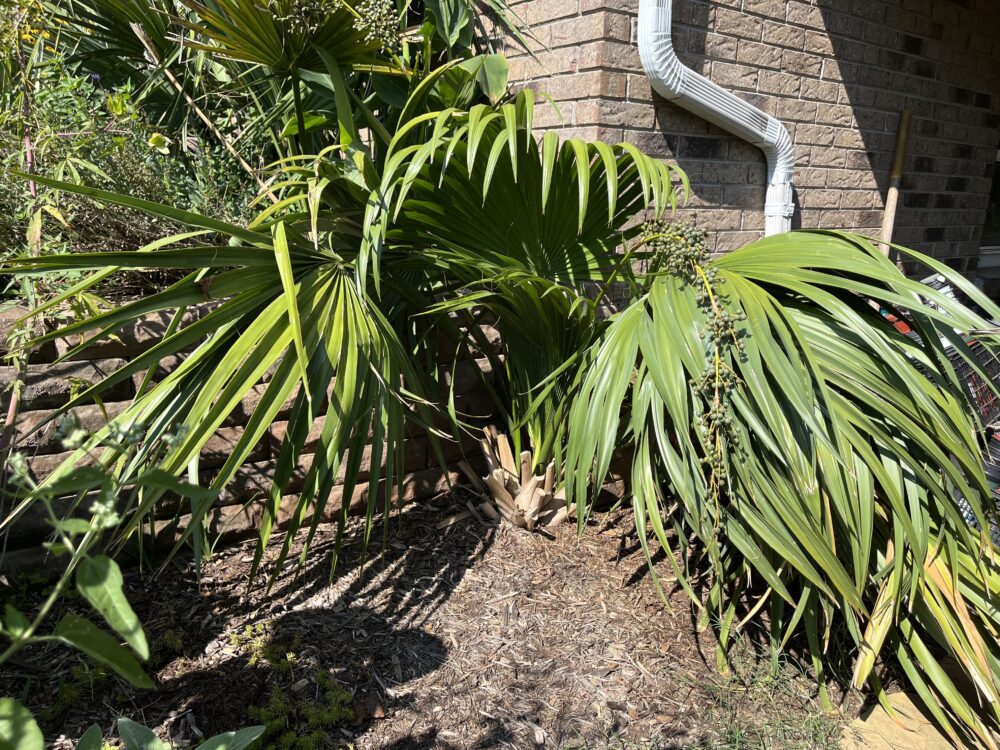 Sabal minor var. louisiana | Louisiana Palmetto