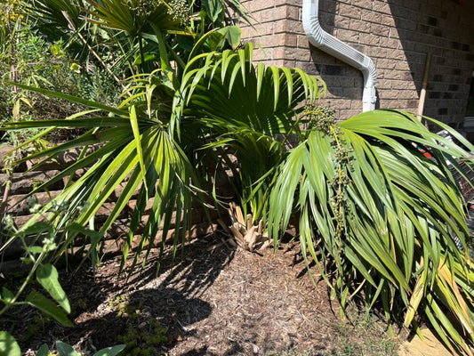 Sabal minor var. louisiana | Louisiana Palmetto