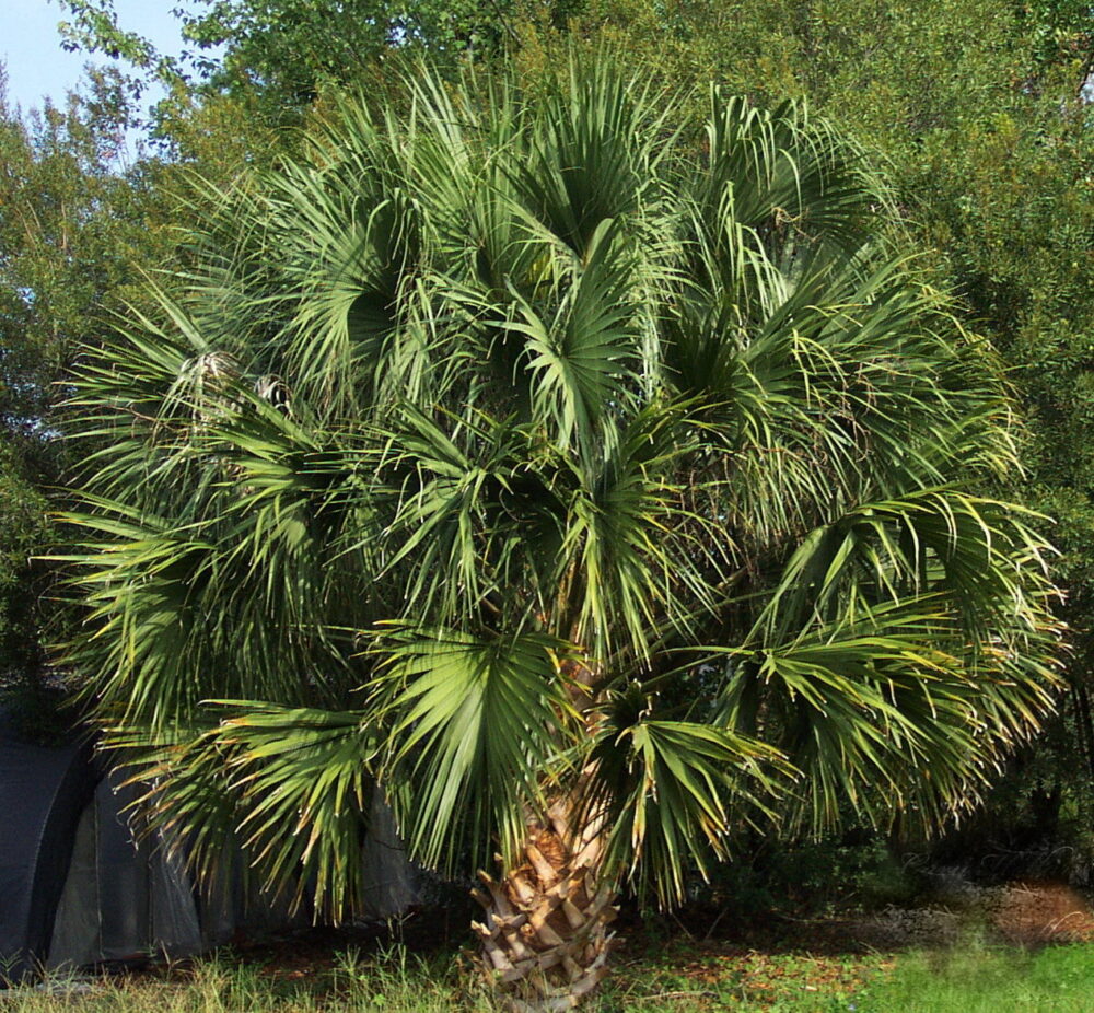 Sabal palmetto | Palmetto Palm