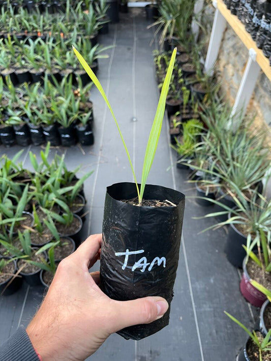 Sabal tamaulipas | Mexican Scrub Palm