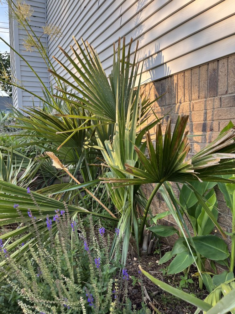 Sabal x birmingham | Birmingham Palmetto Palm