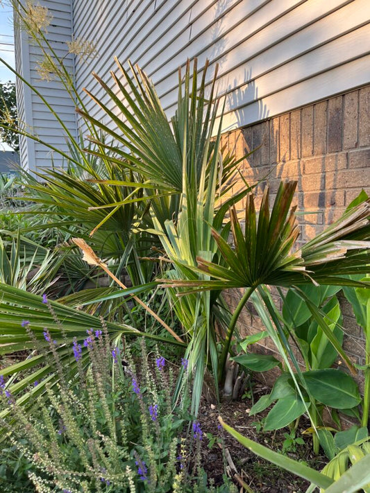 Sabal x birmingham | Birmingham Palmetto Palm