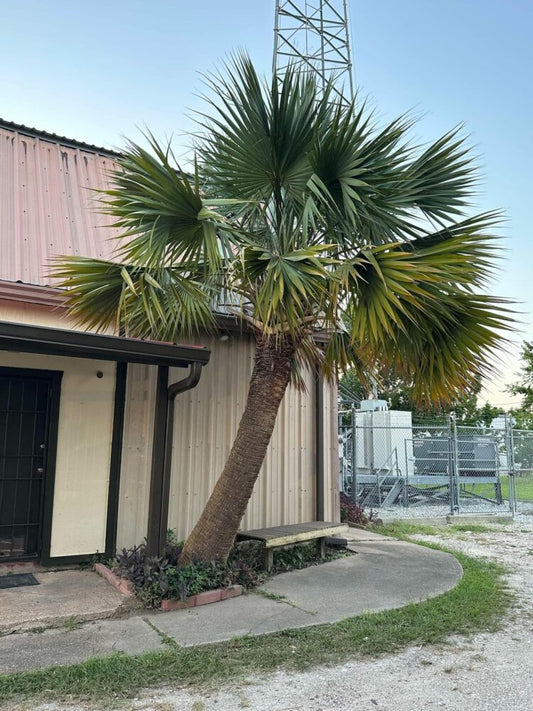 Sabal x brazoriensis | Brazoria Palmetto