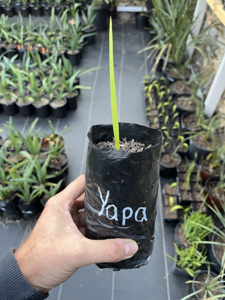 Sabal yapa | Thatch Palm