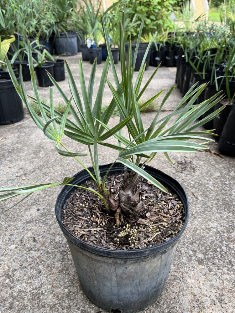 Serenoa repens sp. silver | Silver Saw Palmetto