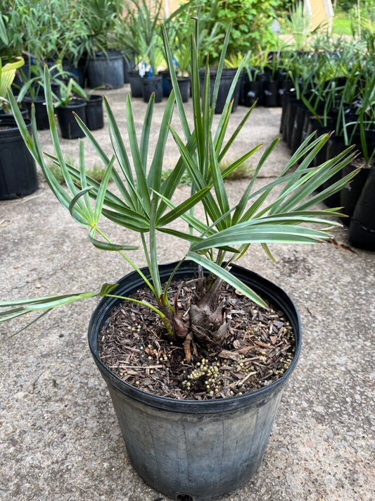 Serenoa repens sp. silver | Silver Saw Palmetto