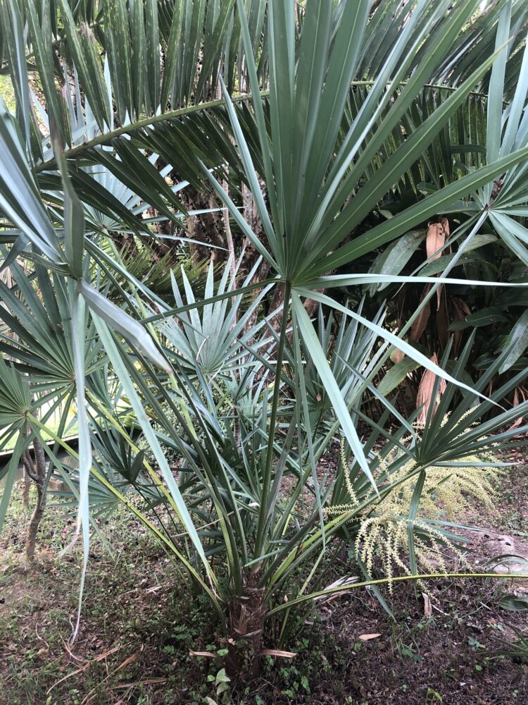 Serenoa repens | Saw Palmetto