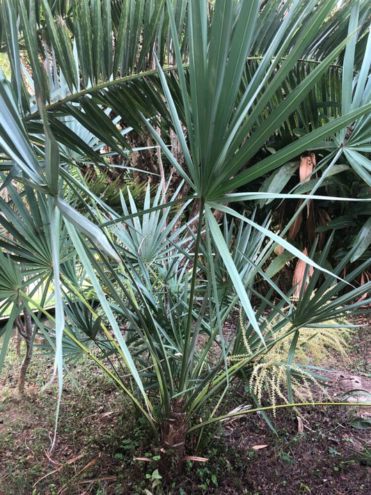 Serenoa repens | Saw Palmetto