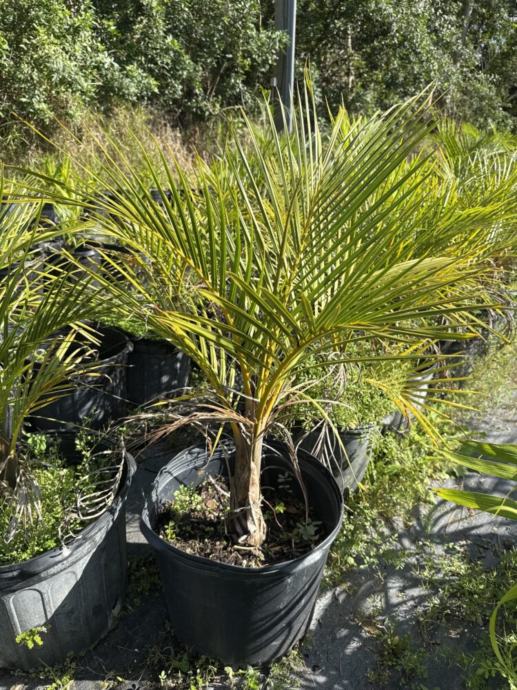 Hyophorbe verschaffeltii | Spindle Palm