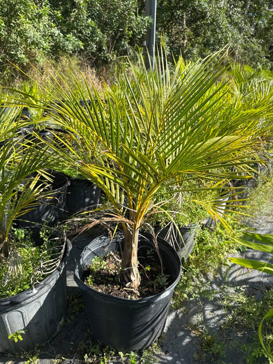 Hyophorbe verschaffeltii | Spindle Palm