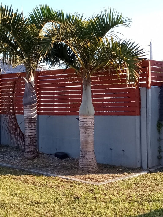 Hyophorbe verschaffeltii | Spindle Palm
