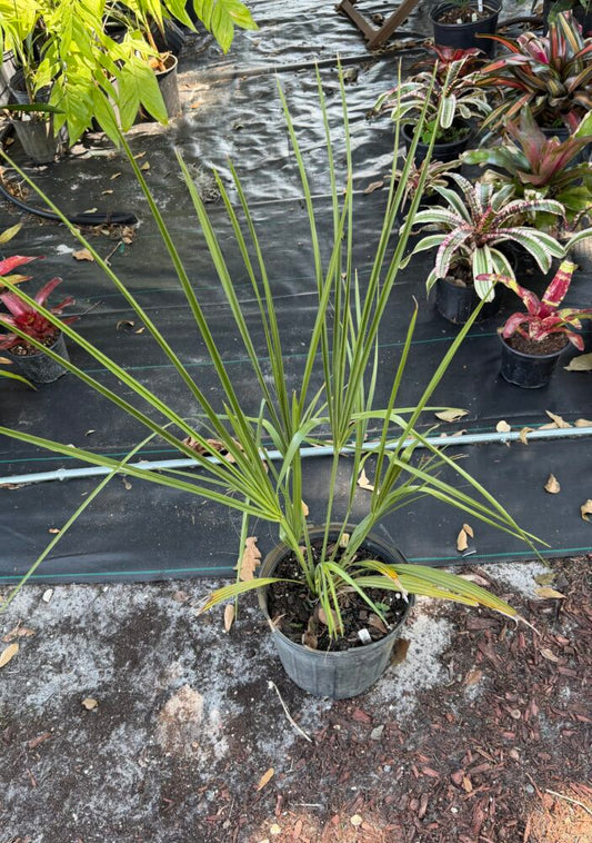 Sabal rosei | Llanos Palmetto