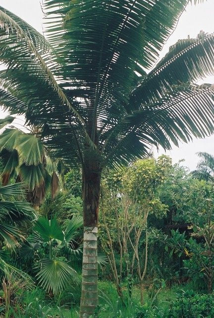 Chrysalidocarpus leptocheilos | Teddy Bear Palm