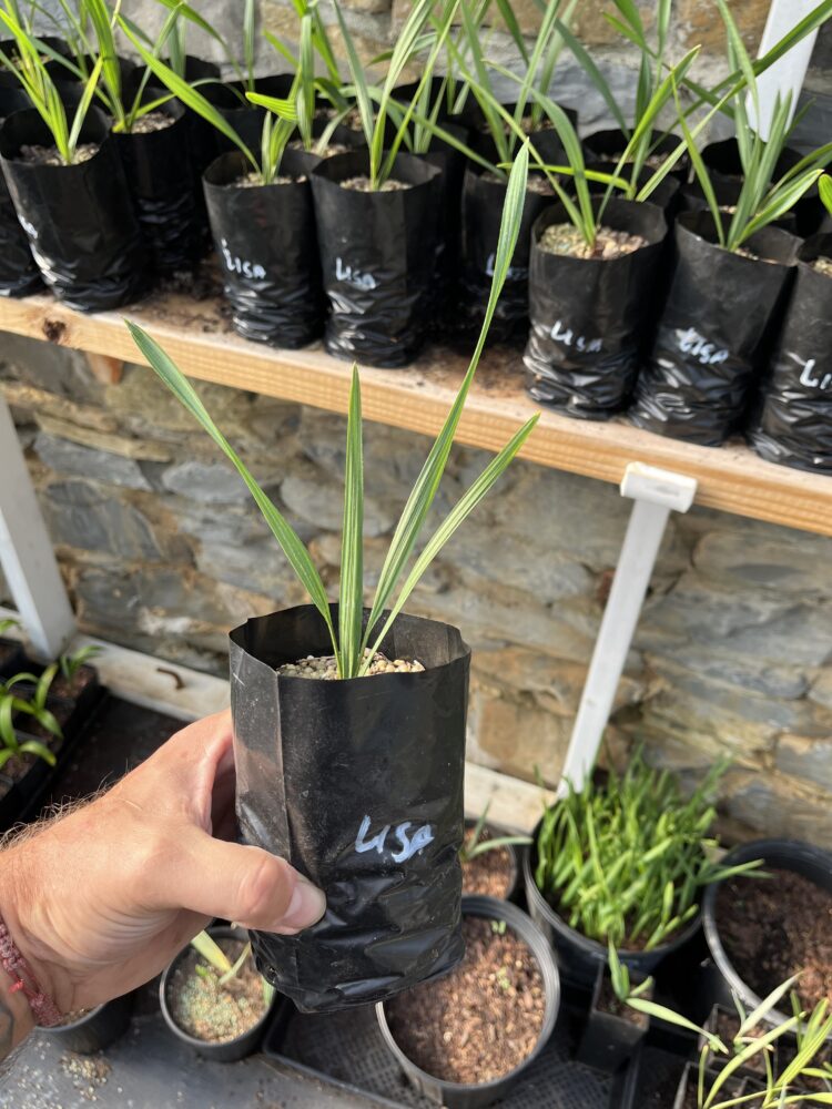 Sabal palmetto 'Lisa' | Lisa Cabbage Palm