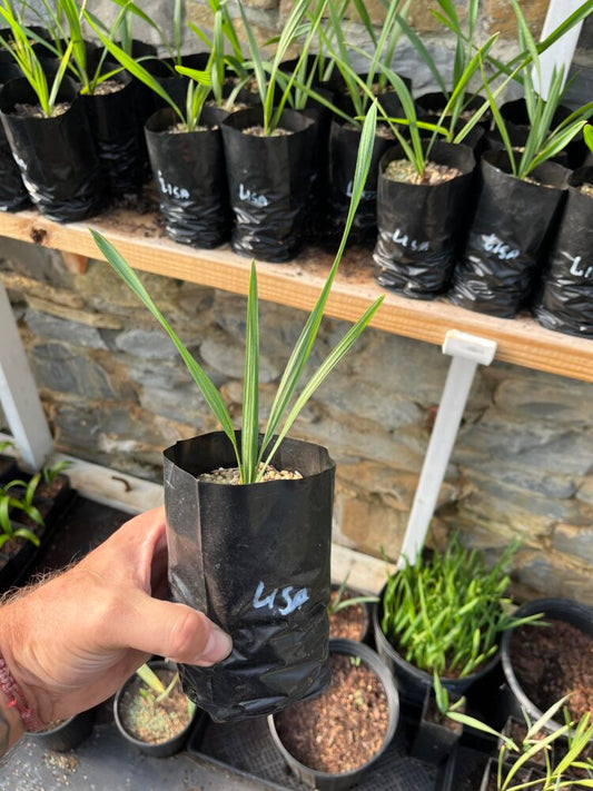 Sabal palmetto 'Lisa' | Lisa Cabbage Palm