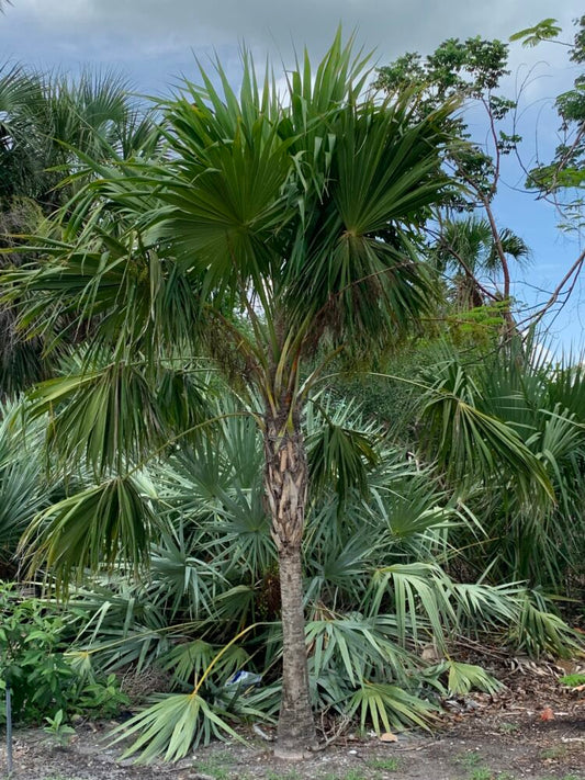 Thrinax radiata | Florida Thatch Palm