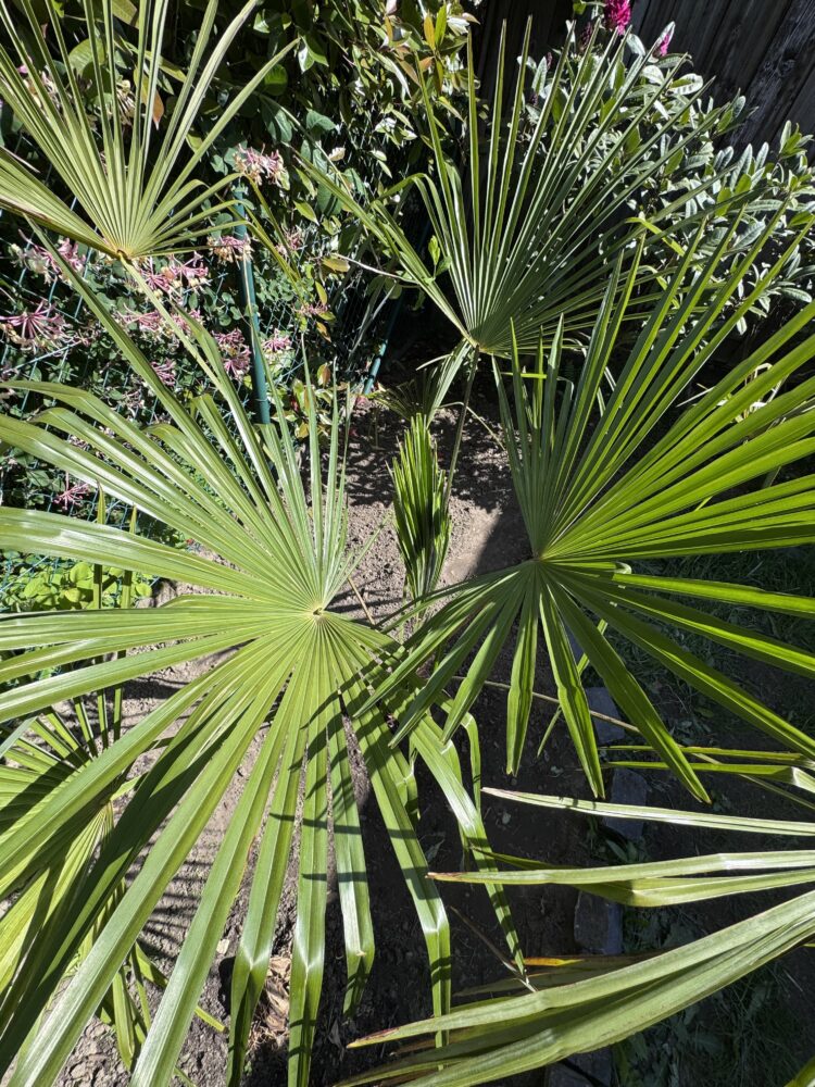 Trachycarpus nov. ssp. (Nova) |  Green Princeps Fan Palm
