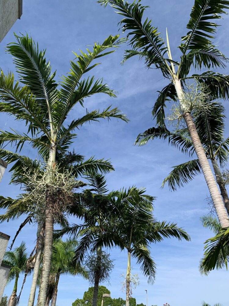 Veitchia arecina | Montgomery Palm