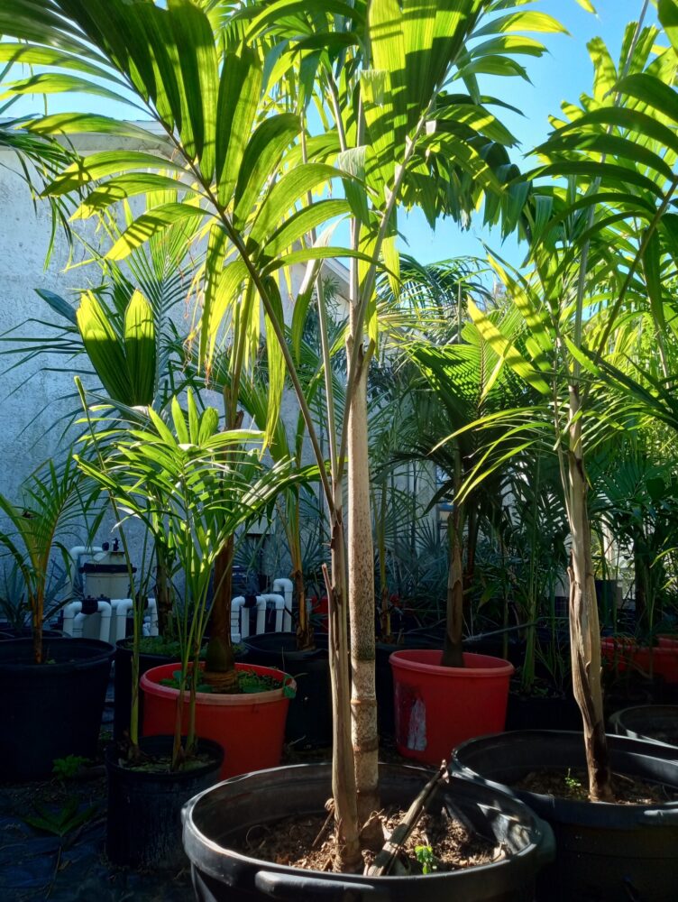 Veitchia winin | Malakula Palm