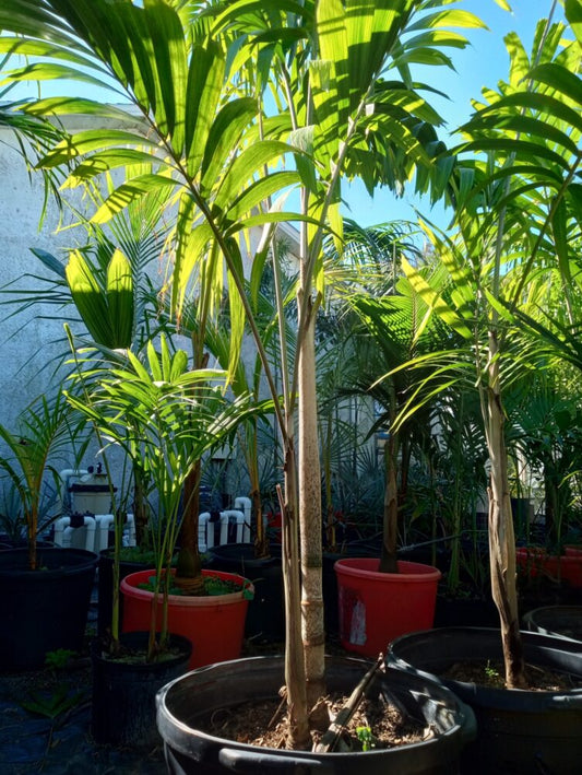 Veitchia winin | Malakula Palm
