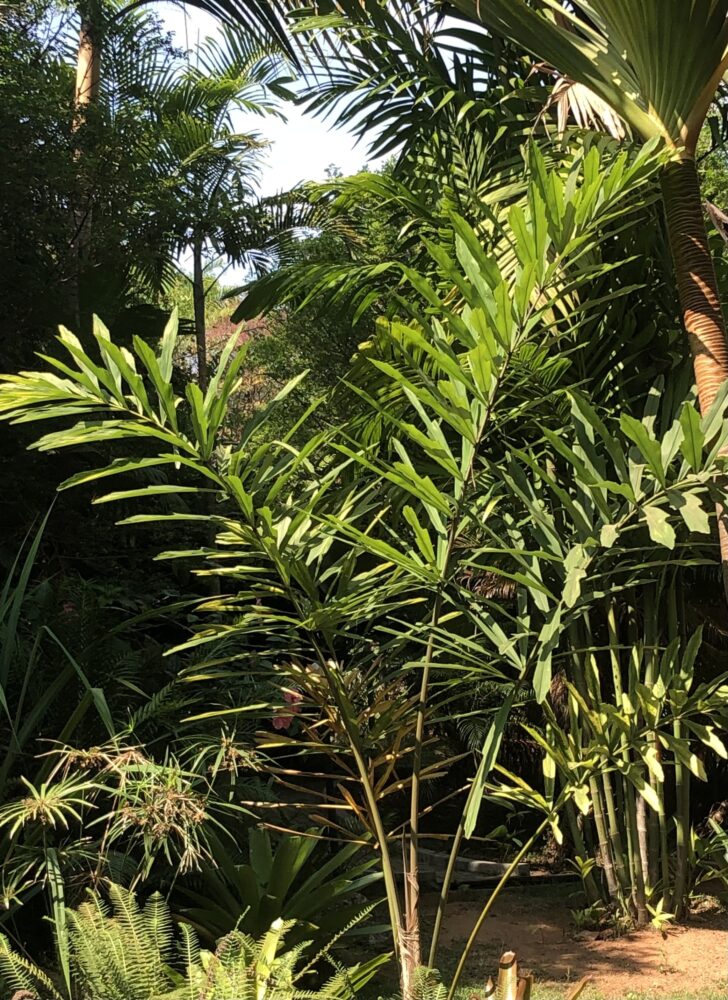 Wallichia disticha | Distichous Fishtail Palm