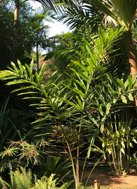 Wallichia disticha | Distichous Fishtail Palm