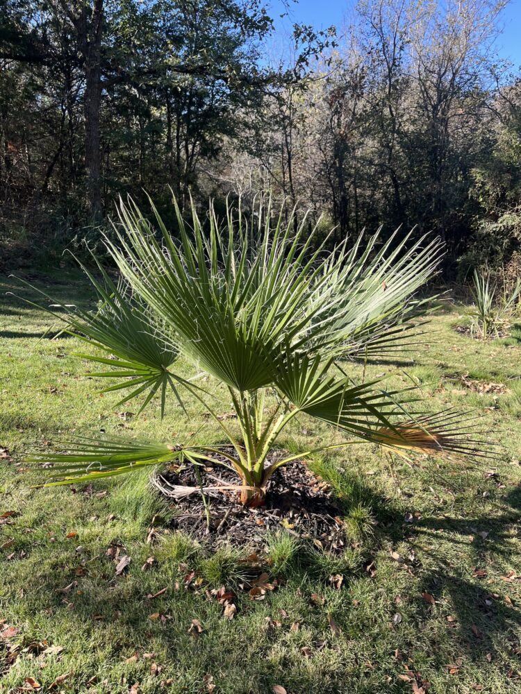 Washingtonia filifera | California Fan Palm