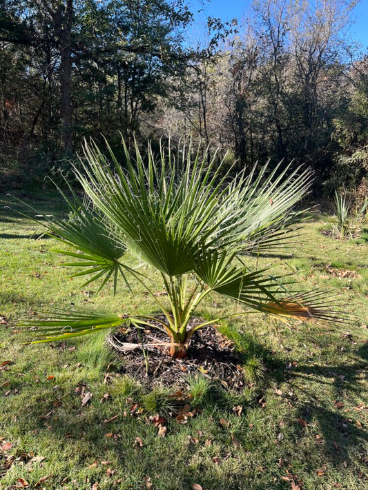 Washingtonia filifera | California Fan Palm