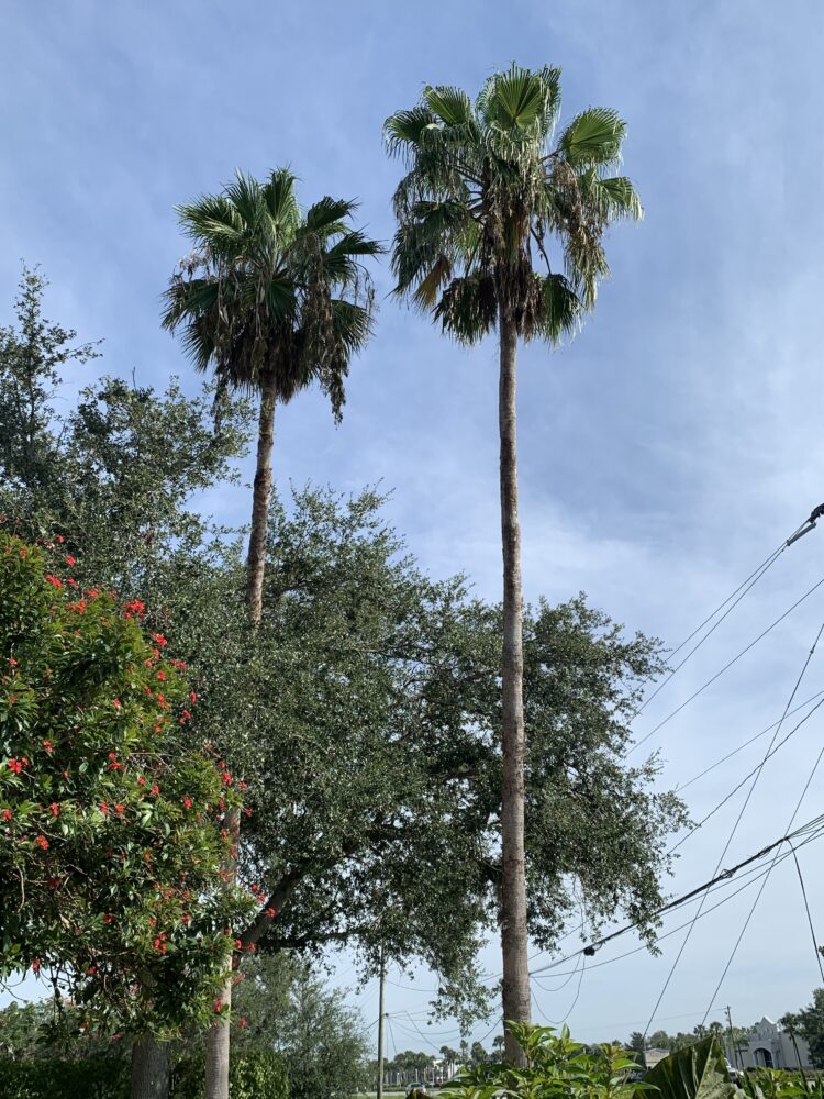 Washingtonia robusta | Mexican Fan Palm