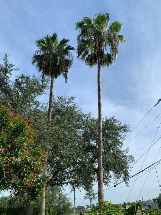 Washingtonia robusta | Mexican Fan Palm