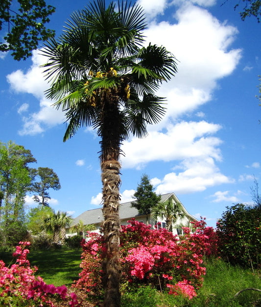Trachycarpus fortunei | Windmill palm