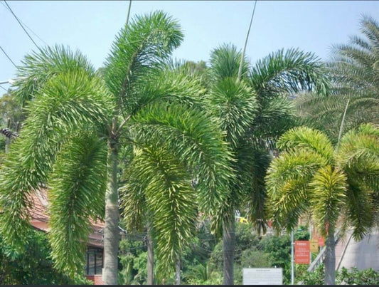 Wodyetia bifurcata | Foxtail Palm