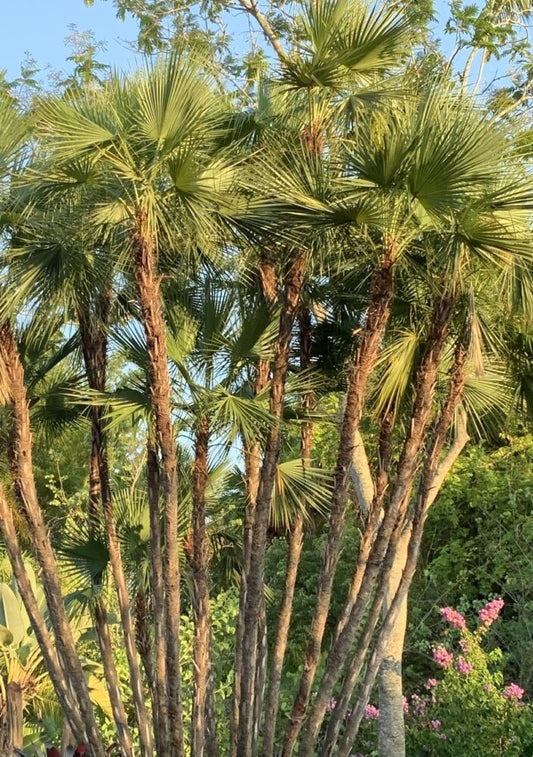 Acoelorrhaphe wrightii | Everglades Palm