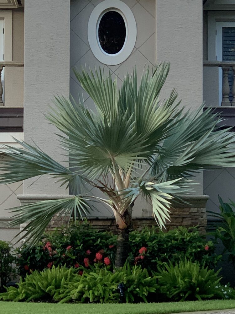 Latania loddigesii | Blue Latan Palm