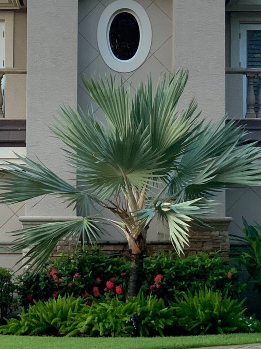 Latania loddigesii | Blue Latan Palm