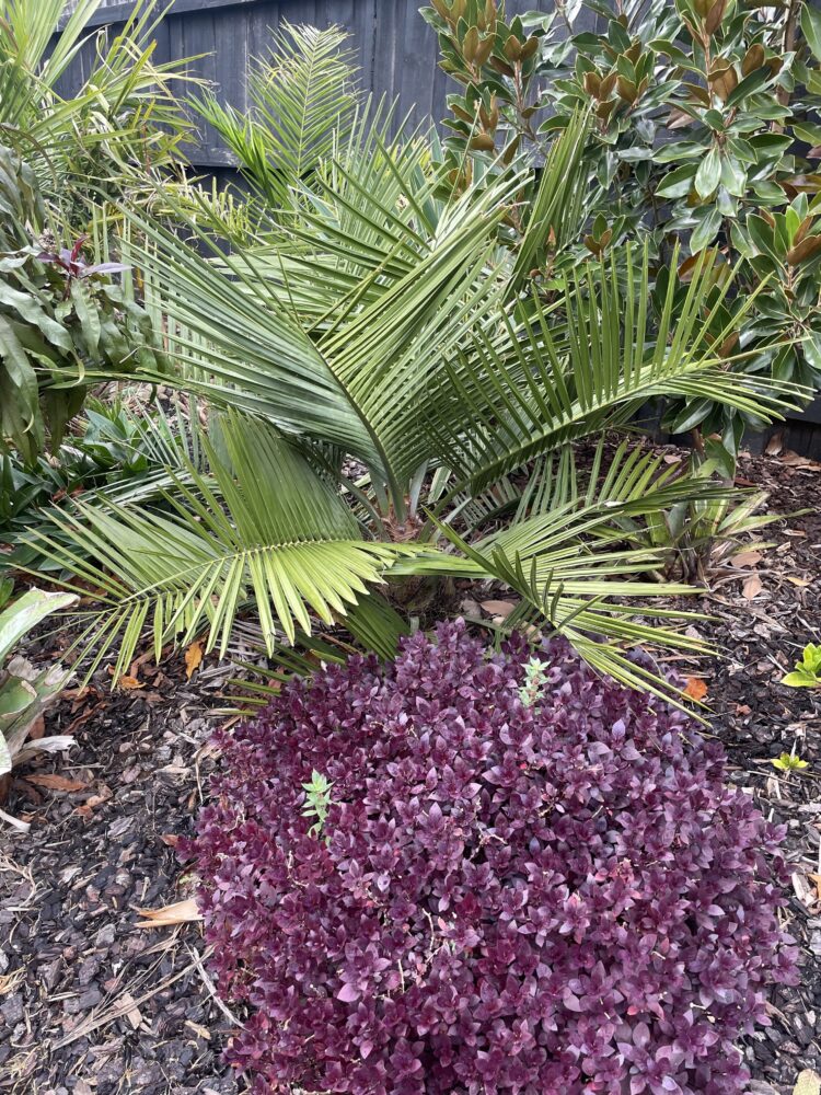 Jubaea chilensis | Chilean Wine Palm