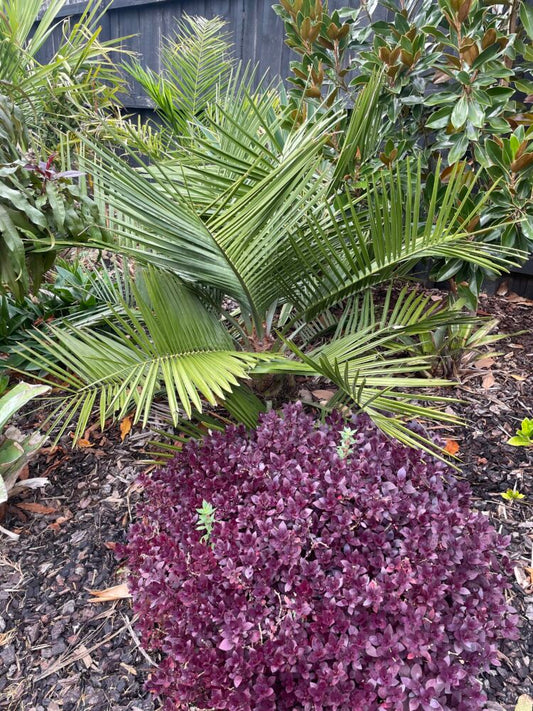 Jubaea chilensis | Chilean Wine Palm