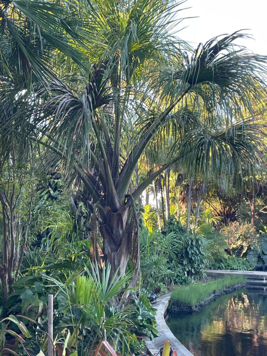 Mauritia flexuosa | Aguaje, Morete Palm